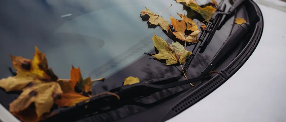 Fall leaves resting on the windshield of a white car